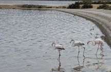 Flamingo ecosafari tour in electric minibus at Molentargius Park