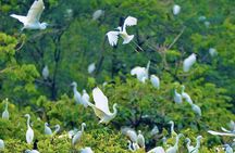 Guided tour of Bang Lang Stork Garden and Binh Thuy Communal House