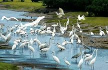 Guided tour of Bang Lang Stork Garden and Binh Thuy Communal House