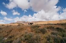 Fuerteventura small-group hiking tour with goats