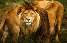 Safari adventure at Safaripark Beeksee Bergen
