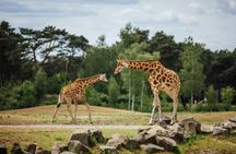 Safari adventure at Safaripark Beeksee Bergen