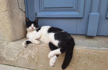 Cats of Cres walking tour of the Old Town and hidden heritage