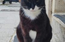 Cats of Cres walking tour of the Old Town and hidden heritage