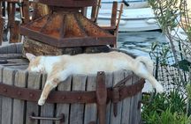 Cats of Cres walking tour of the Old Town and hidden heritage