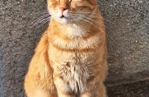 Cats of Cres walking tour of the Old Town and hidden heritage