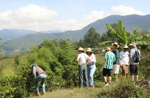 Traditional Colombian coffee tour from Salento