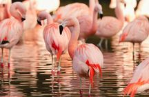 Day ticket for Paignton Zoo on the English Riviera