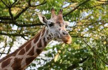 Day ticket for Paignton Zoo on the English Riviera