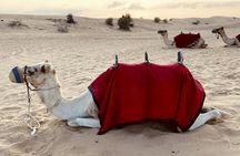 Dubai Desert safari with camp activities and BBQ dinner
