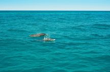 Dolphin spotting speedboat tour – ticket only