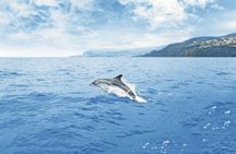 Dolphin spotting speedboat tour – ticket only