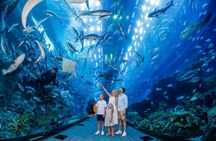 Dubai top five attractions tour with admission tickets