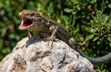 Dragonera Island and Sant Elm village boat trip from Puerto de Andratx