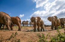 Two-day wildlife safari from Mombasa with stay at Salt Lick Lodge