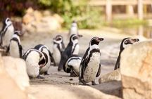 Eindhoven Zoo admission ticket
