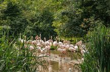 Eindhoven Zoo admission ticket