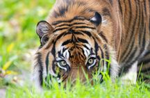 Day ticket for Paignton Zoo on the English Riviera