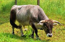 Lorsch Abbey and Ladenburg medieval heritage half-day tour