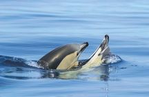 Lagos dolphins and Benagil caves catamaran with marine biologist