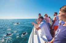 Vilamoura dolphins and Benagil caves catamaran cruise