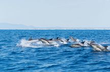 Albufeira dolphins and Benagil caves RIB boat tour