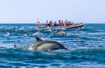 Albufeira dolphins and Benagil caves RIB boat tour