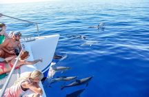 Dolphin and whale watching trip from Madeira