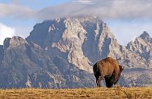 Summer and fall wildlife sunrise safari from Jackson Hole