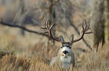 Summer and fall wildlife sunrise safari from Jackson Hole