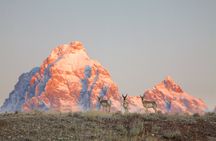 Summer and fall wildlife sunrise safari from Jackson Hole