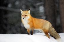 Winter and spring wildlife sunrise safari from Jackson Hole