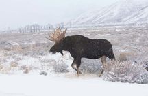 Winter and spring wildlife sunrise safari from Jackson Hole