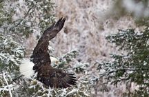 Winter and spring wildlife sunset safari from Jackson Hole