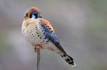 Winter and spring wildlife sunset safari from Jackson Hole