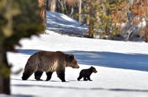 Winter and spring wildlife sunset safari from Jackson Hole