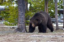 Summer and fall wildlife sunset safari from Jackson Hole
