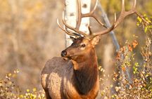Summer and fall wildlife sunset safari from Jackson Hole