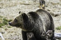 Summer and fall wildlife sunset safari from Jackson Hole