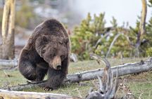 Yellowstone Lower Loop full-day tour