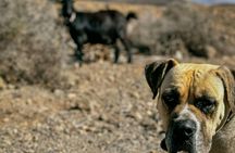 Fuerteventura small-group hiking tour with goats