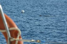 Desert Islands boat tour from Madeira
