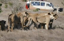 Tsavo East Safari with Overnight Stay at Ashnil Aruba Lodge