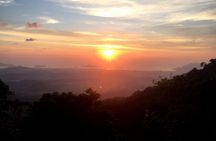 Langkawi rainforest guided tour after dark