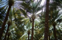 Medina heritage walking tour with Quba Mosque and date tasting