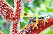 3-Day Botanika Osa Rainforest Experience