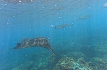Snorkelling in Nusa Penida 4 points