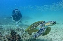 Fujairah two dives for certified divers