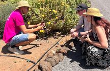 Red cactus farm experience with tasting in southern Tenerife