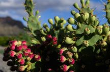 Red cactus farm experience with tasting in southern Tenerife